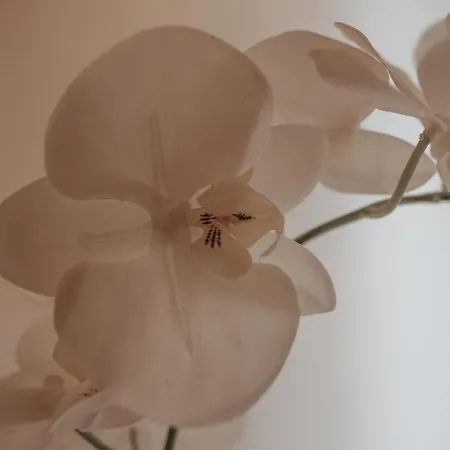 Tt Confort Coeur Avec Terrasse Et Parking Gratuit Apartment